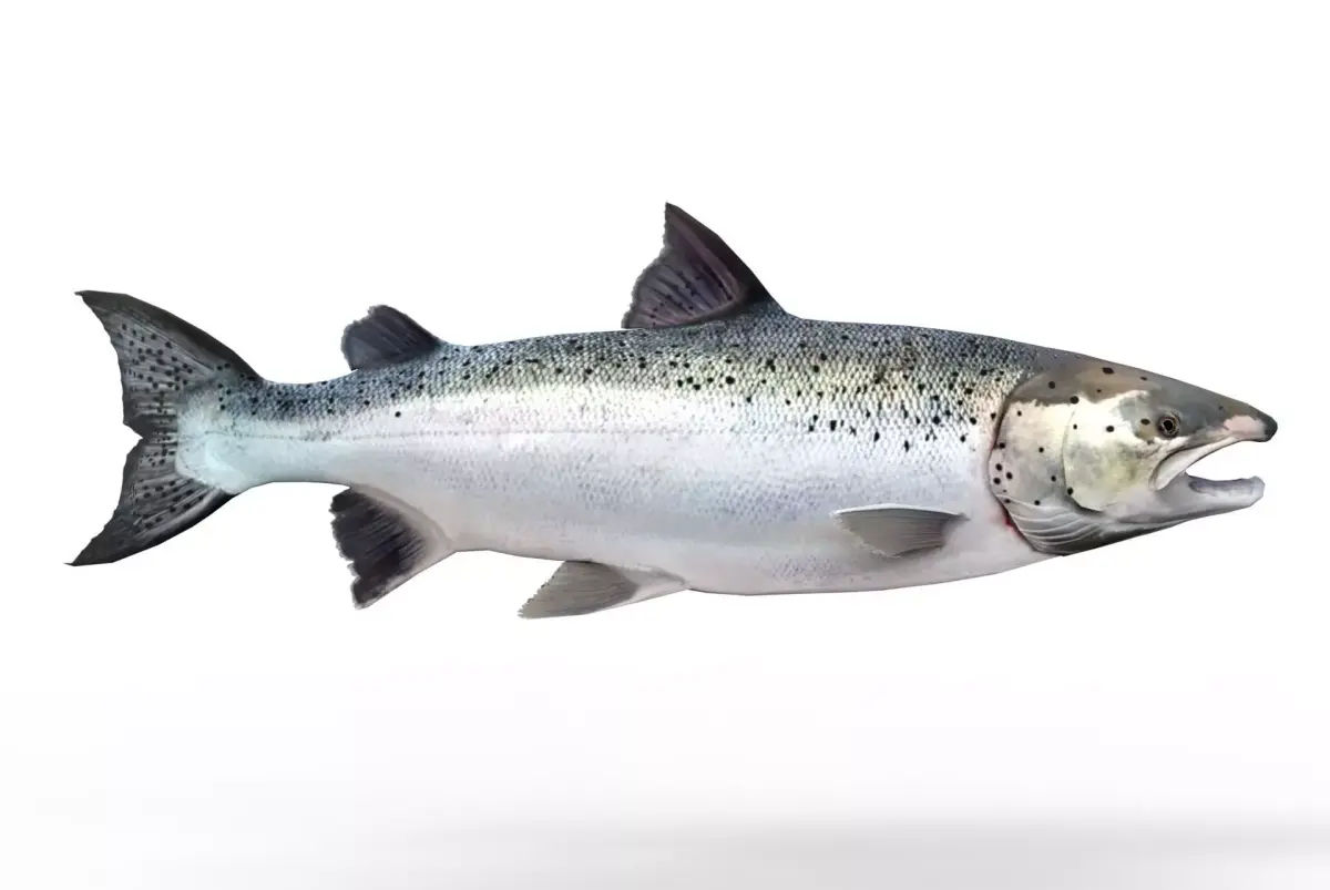 Salmon fish 3D model purchase