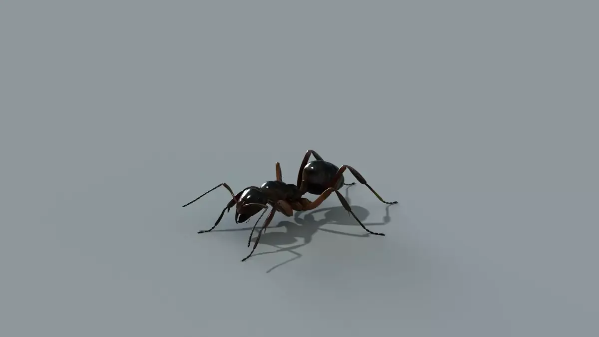 ant rig 3D model purchase