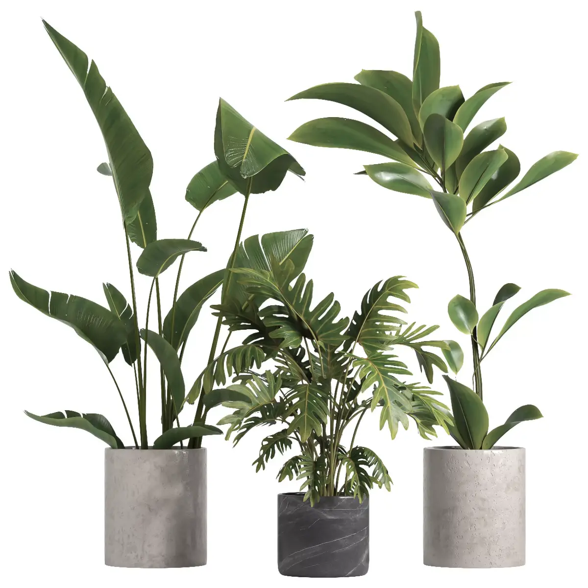 indoor plant 055 3D model