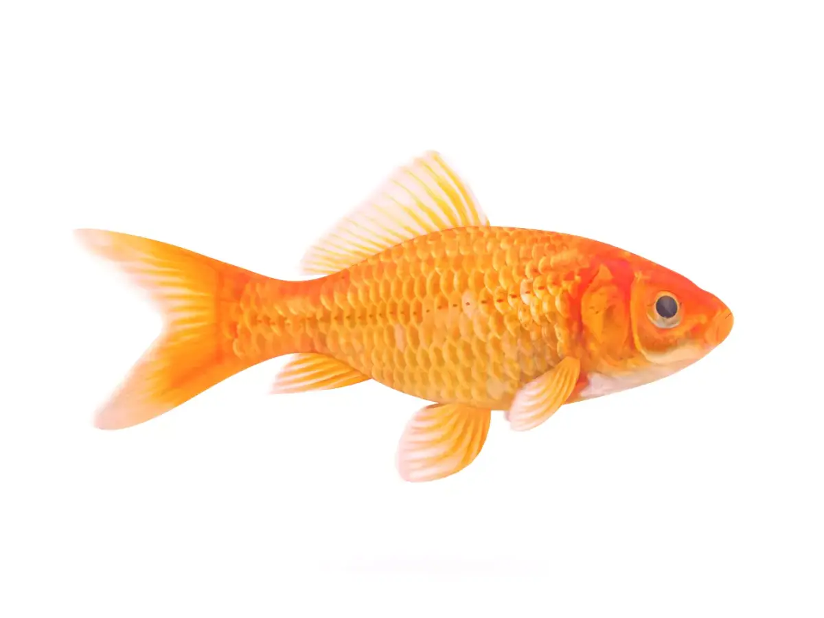 Goldfish 3D model order