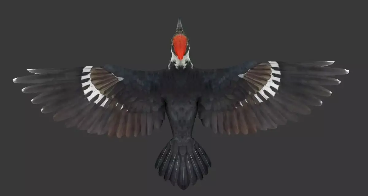 woodpecker Low-poly 3D model