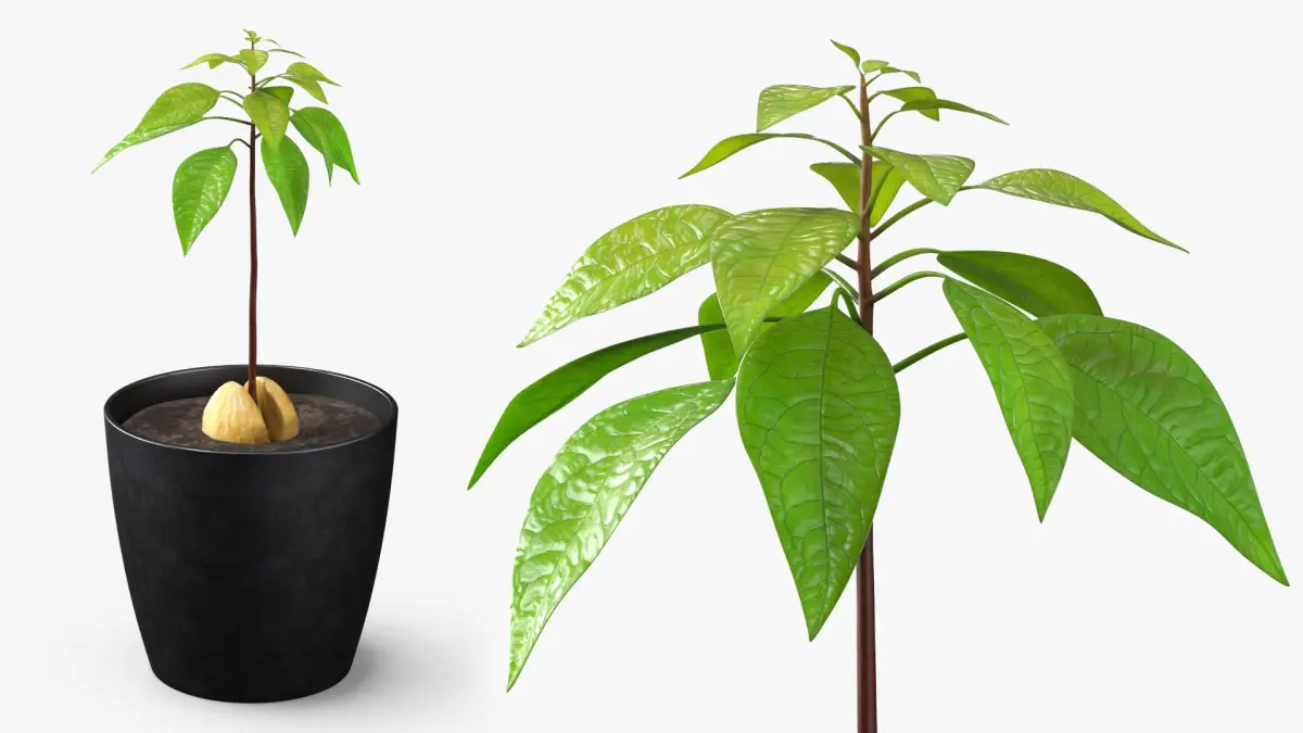 Avocado Seedling Planted in Pot of Soil 3D model