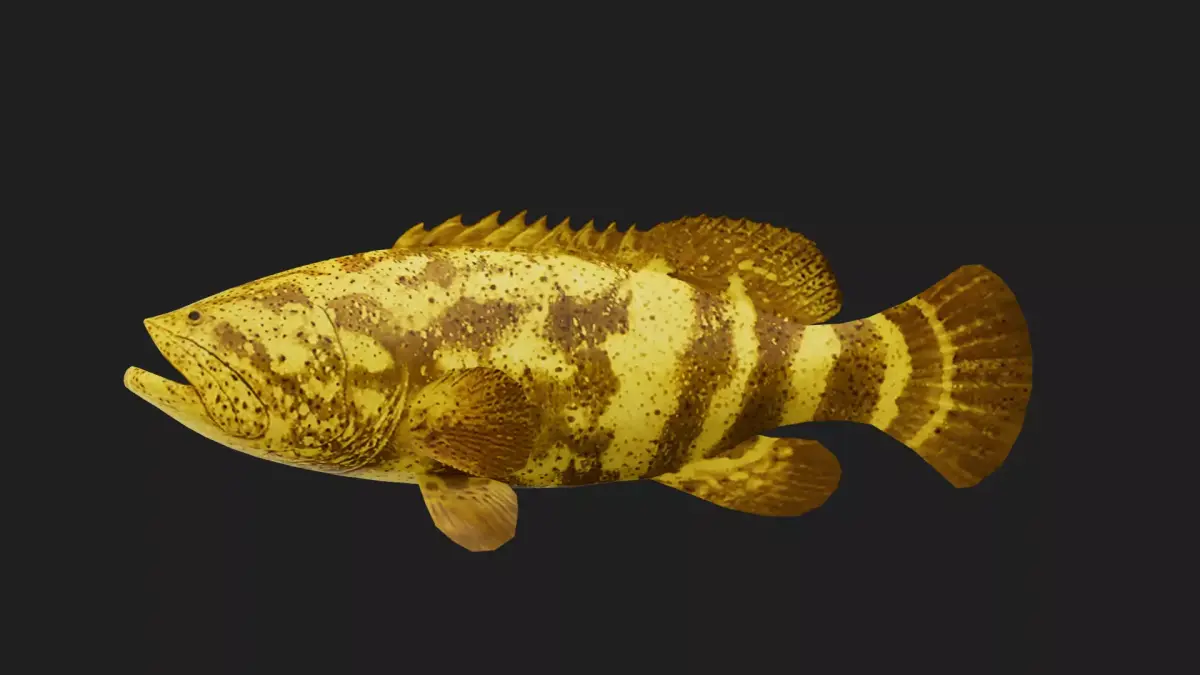 Grouper Low-poly 3D model 3