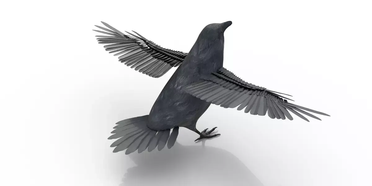 Raven Bird Rigged 3d model Free 3D model