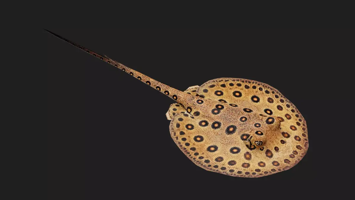 Stingray Low-poly 3D model 2