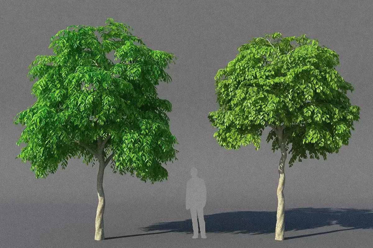 XfrogPlants Weeping Fig - Ficus Benjamina  3D model