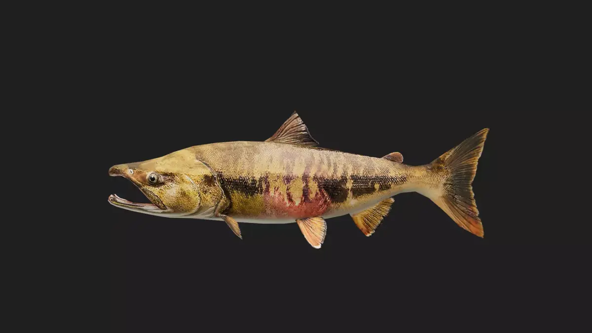 Trout Low-poly 3D model 6