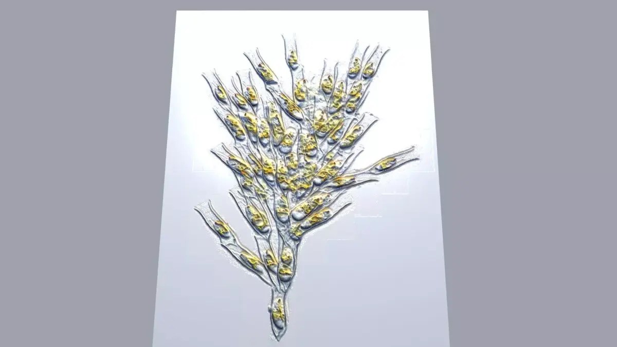 Golden Algae 3D model