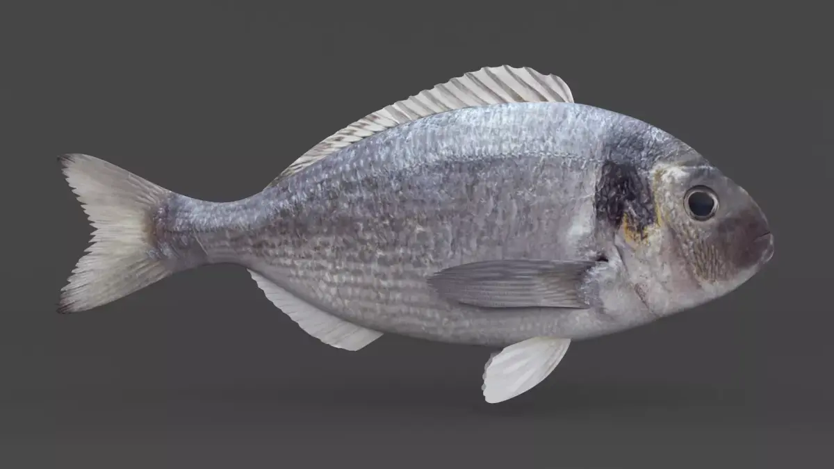 Dorado Fish 3D model