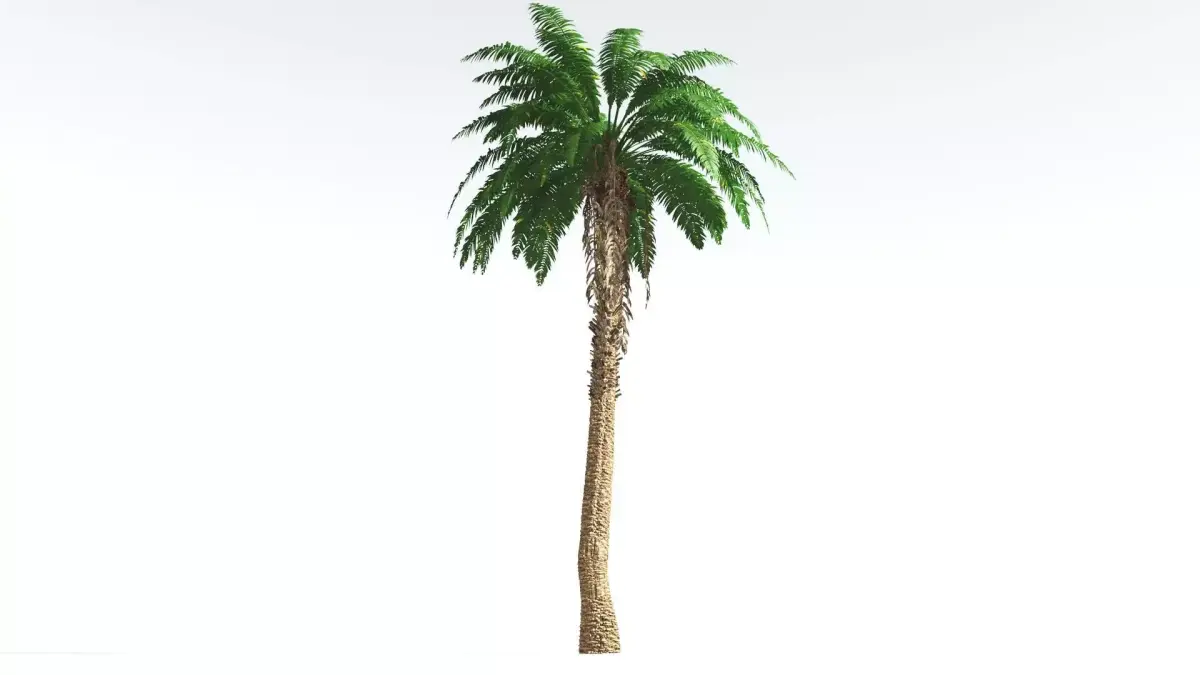 EVERYPlant African Oil Palm 2 --16 Models-- 3D model