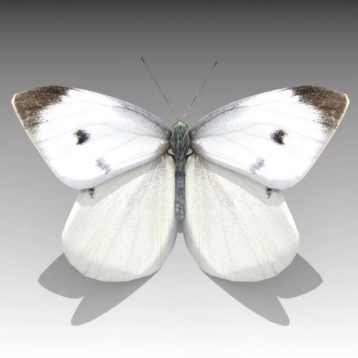 White butterfly Low-poly 3D model