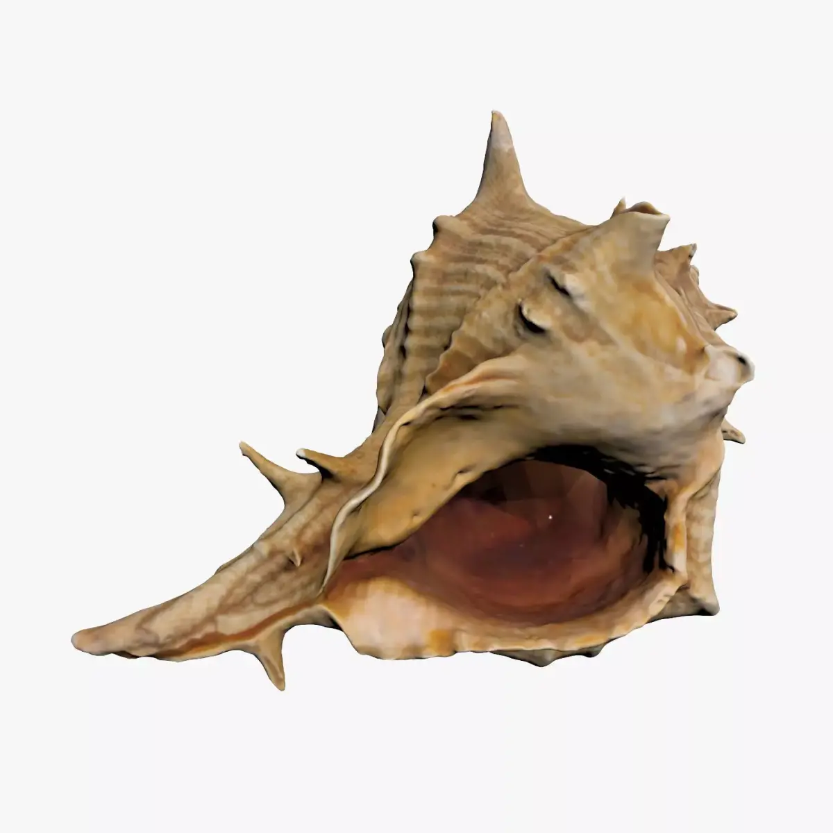 Sea Shell Low-poly 3D model buy