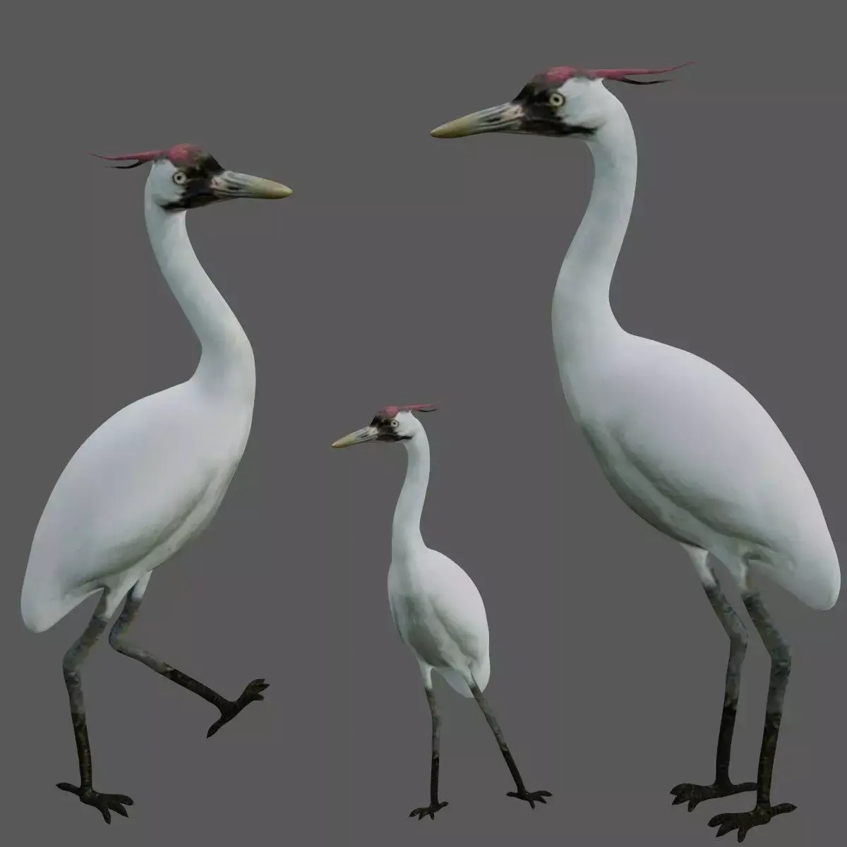 Crane Bird Low-poly 3D model