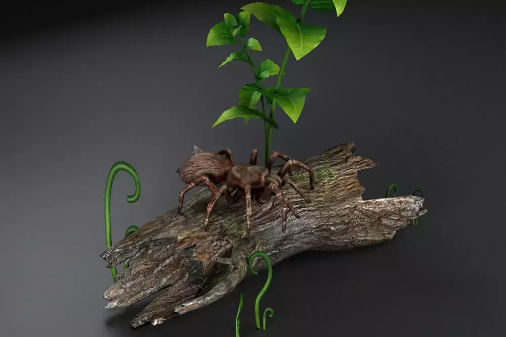 Spider black widow tarantula tarantula Insects 3D model