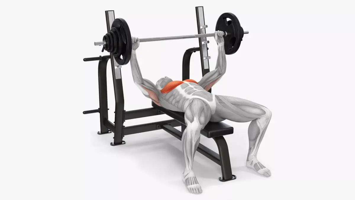 Male Muscular System Bench Press Animated Rigged 3D model