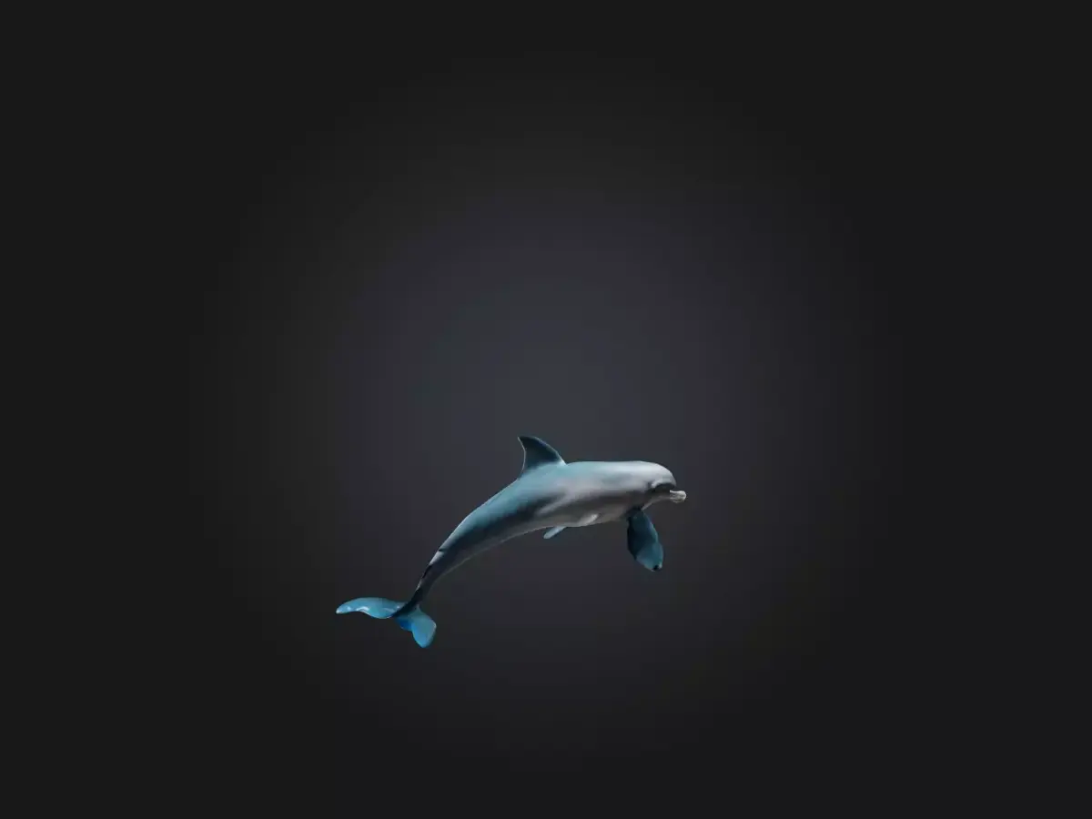Realistic Hurt Dolphin Model Low-poly 3D model