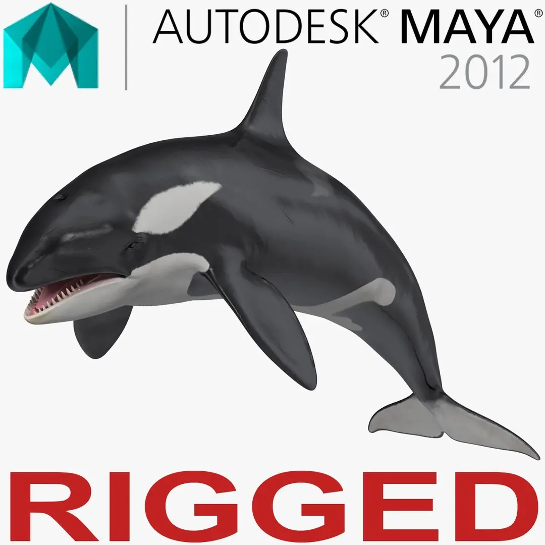 Killer Whale Rigged for Maya 3D model
