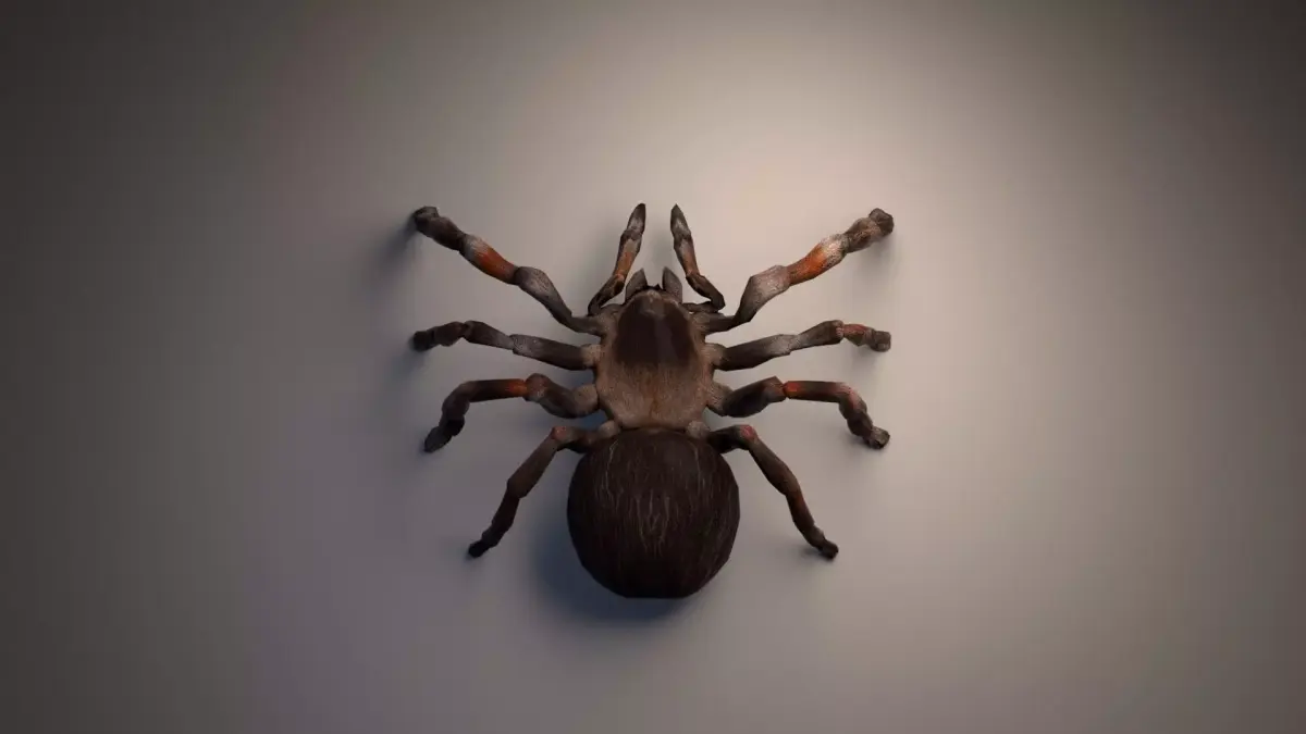 PBR Tarantula rigged and animated Low-poly 3D model