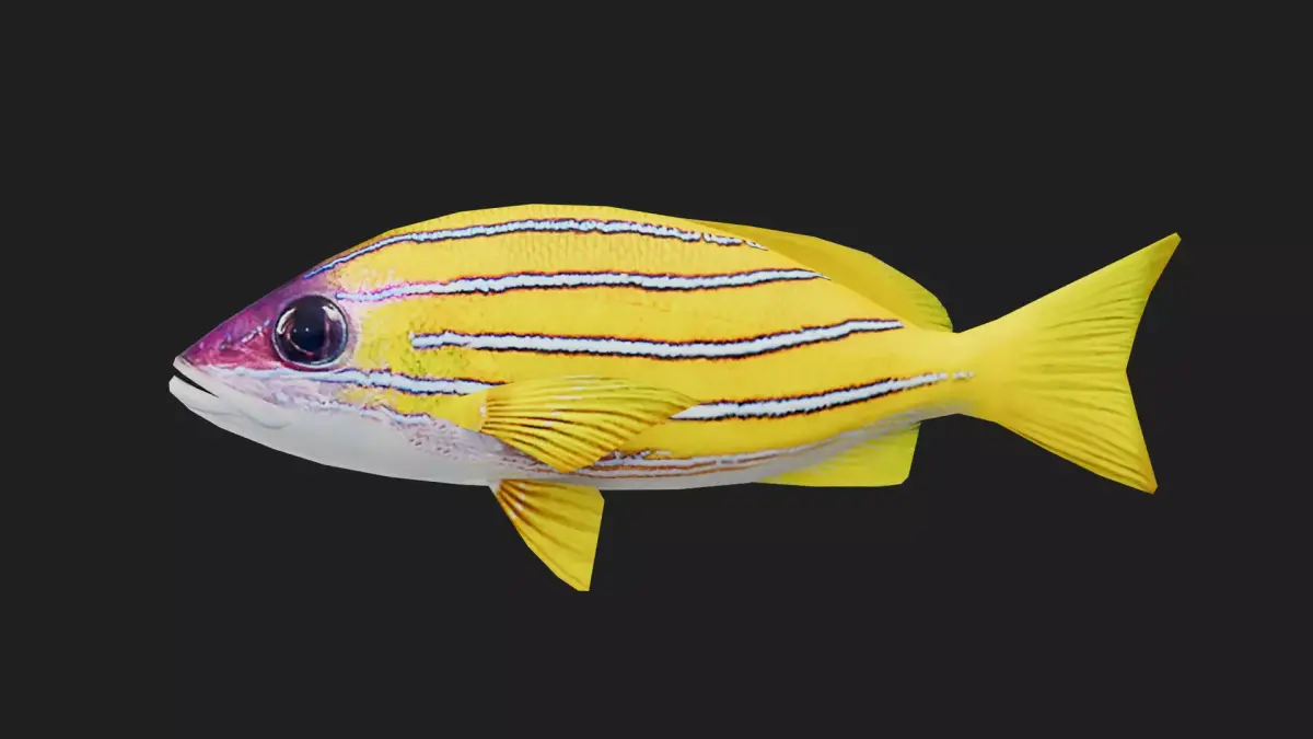 Snapper Low-poly 3D model 18