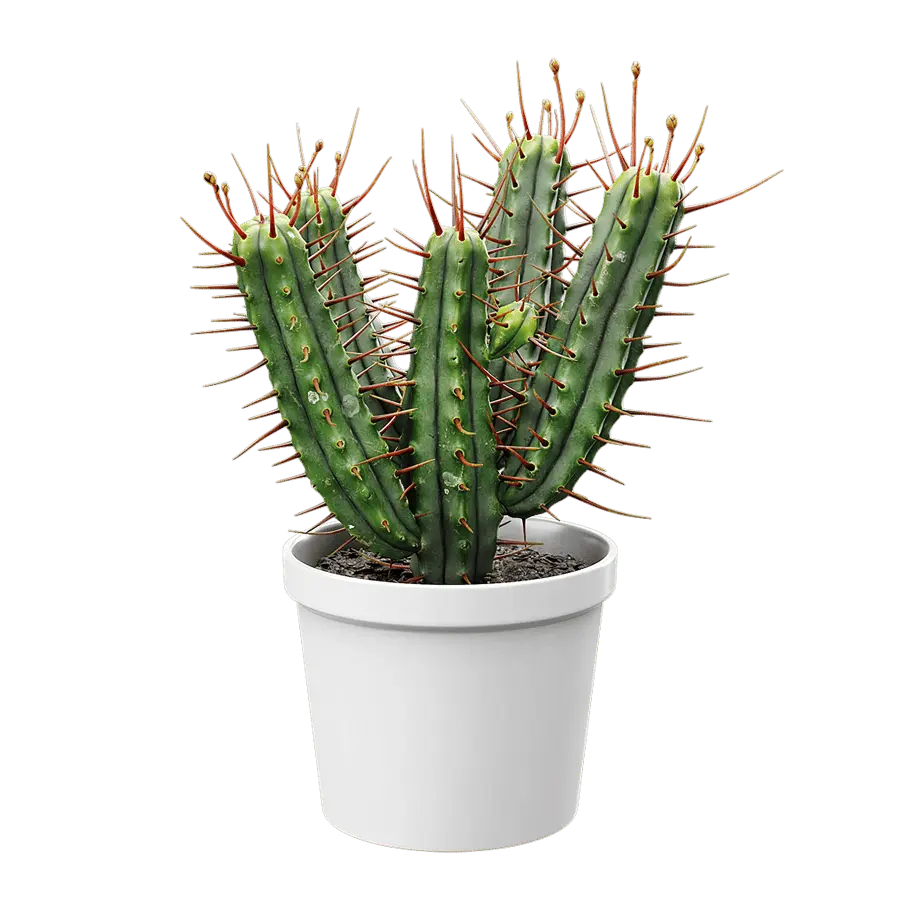  Euphorbia Cactus Potted Plant Model  buy