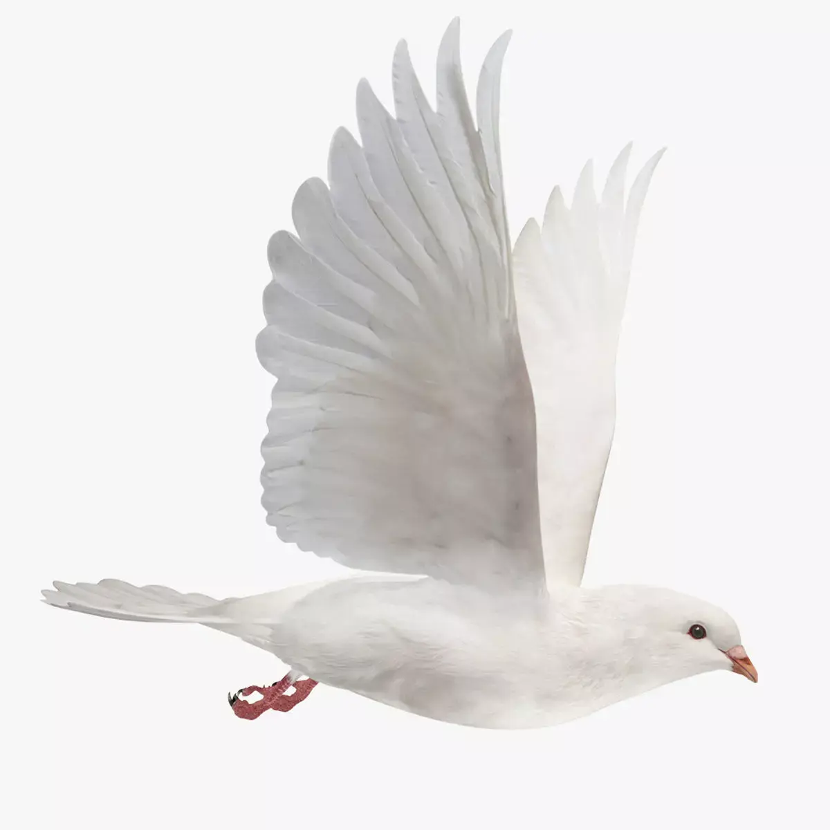 Pigeon Low-poly 3D model 4