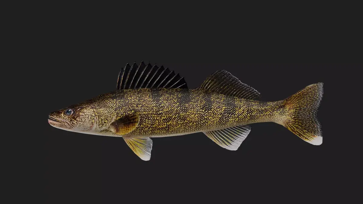 Walleye Low-poly 3D model