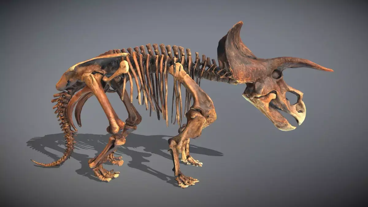 Animated Triceratops Skeleton Low-poly 3D model