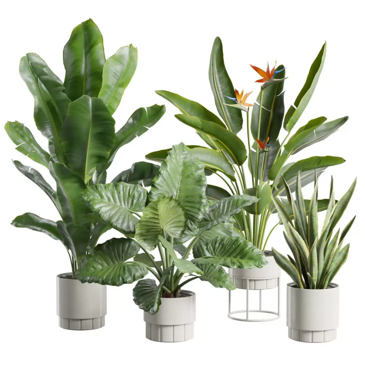 Indoor Plants Pack 103 3D model