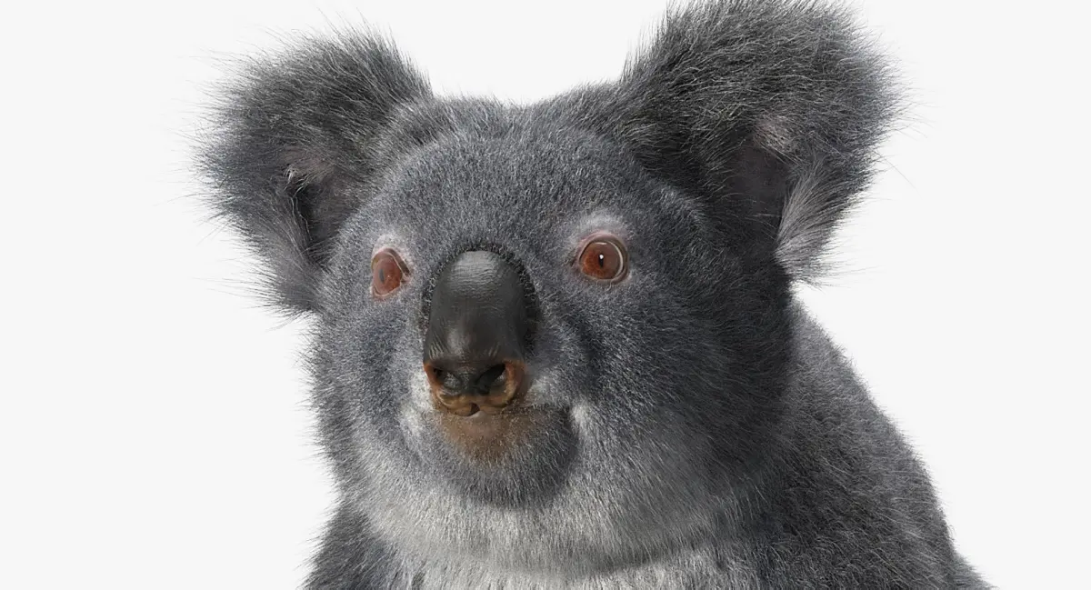 Koala 3D model order