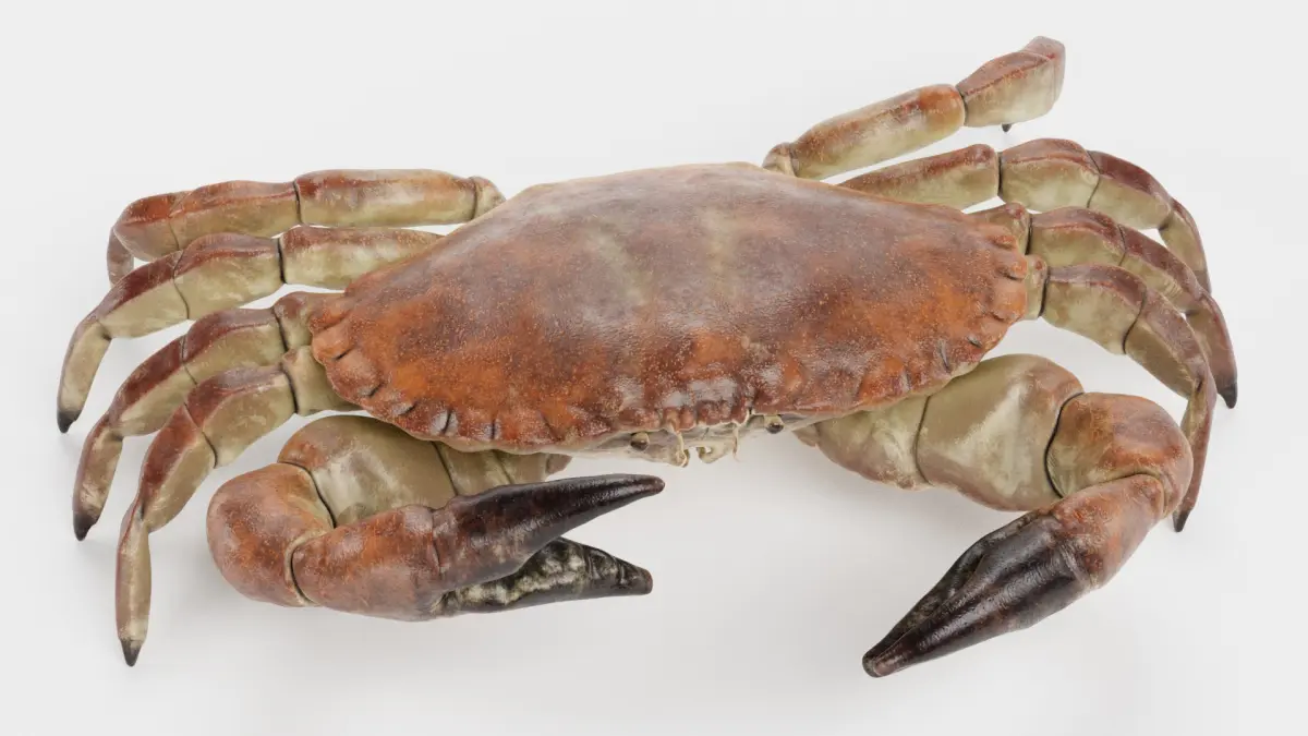 Edible Crab Rigged 3D model