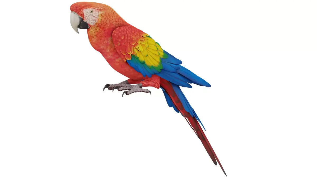 Parrot 3D model purchase