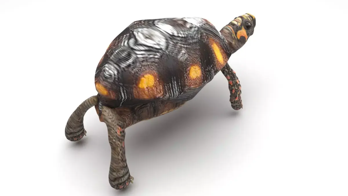 Turtle 3D model purchase