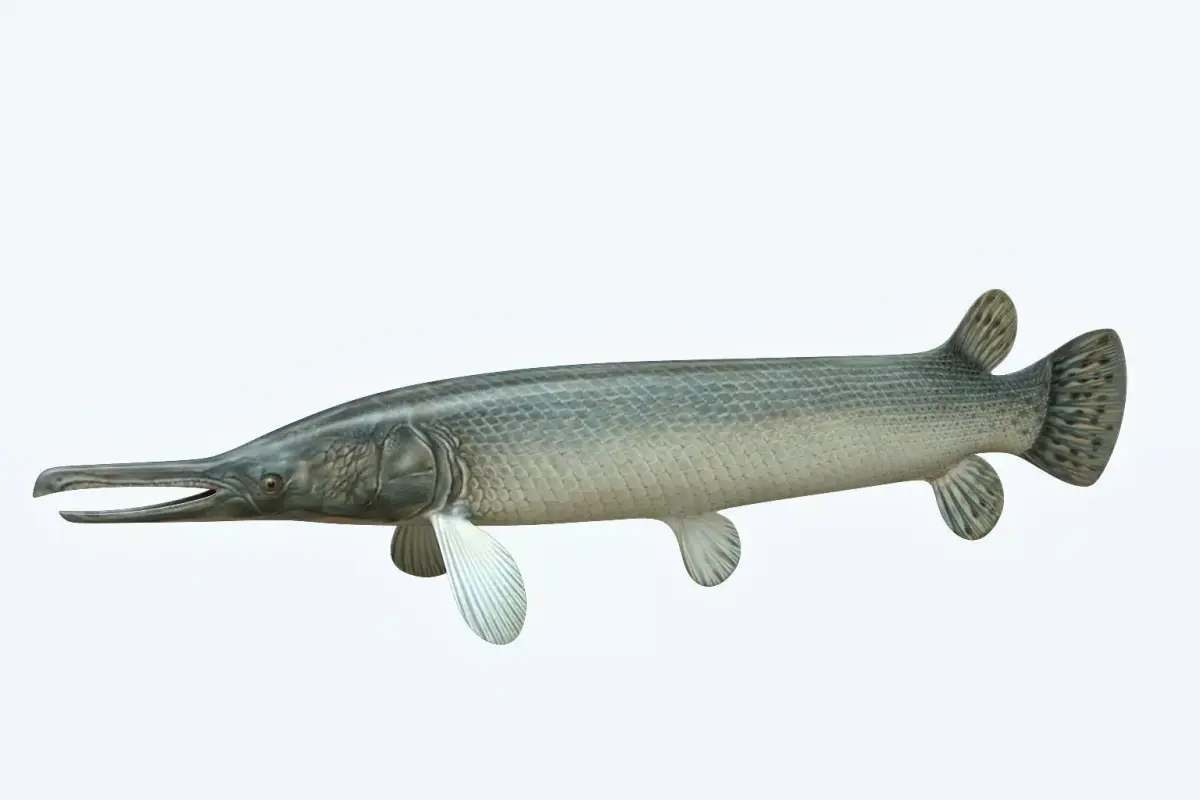 Aligator Gar Fish 3D model