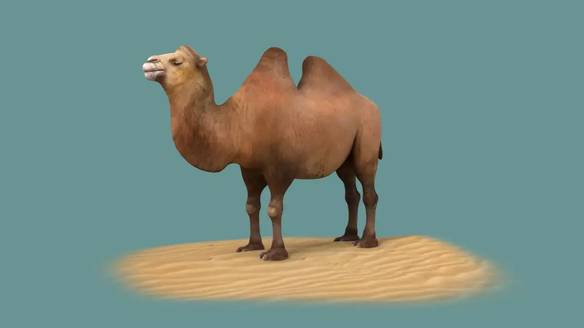 camel luggage horse animal mammal desert saudi hershel sahara 3D model