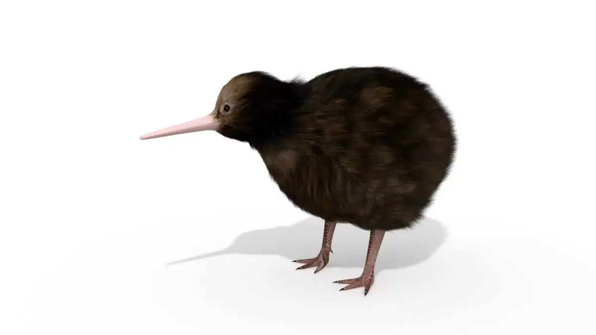 Kiwi Bird New Zealand Animal 3D model