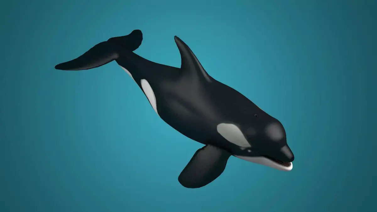Killer whales Killer ocean  toothed  whales marine animals 3D model