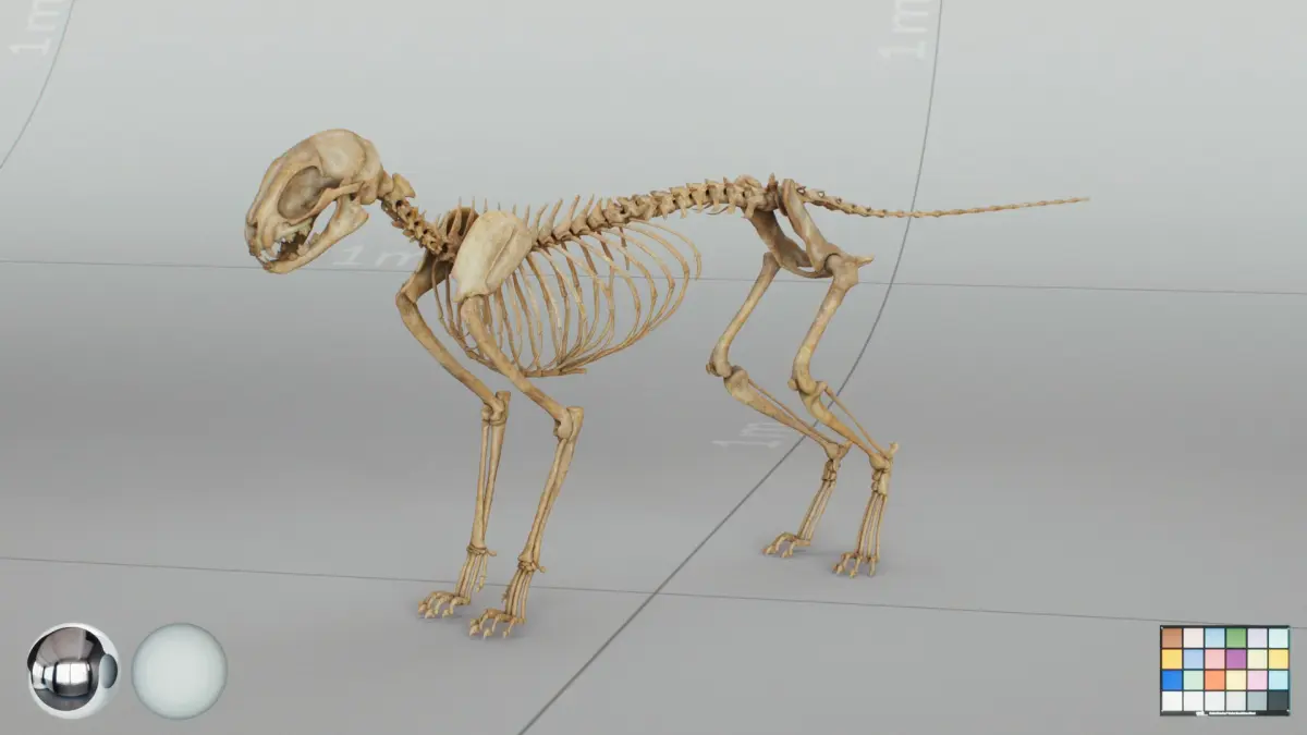 Cat Skeleton 3D model purchase