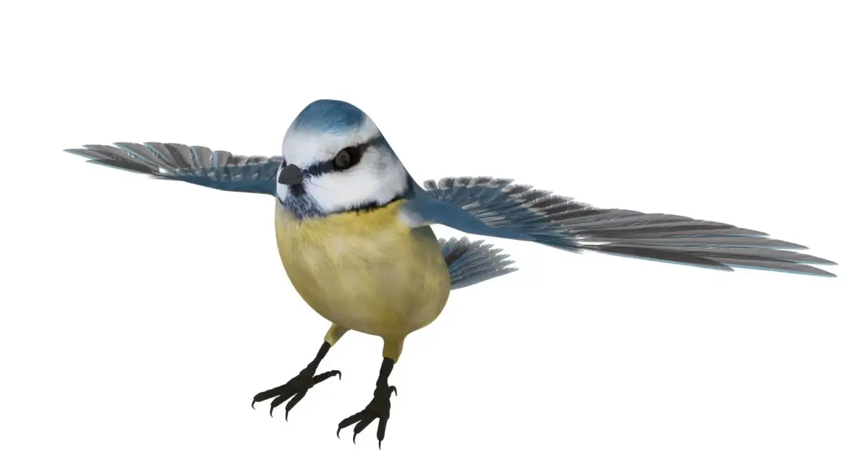 Blue titmouse bird Low-poly 3D model