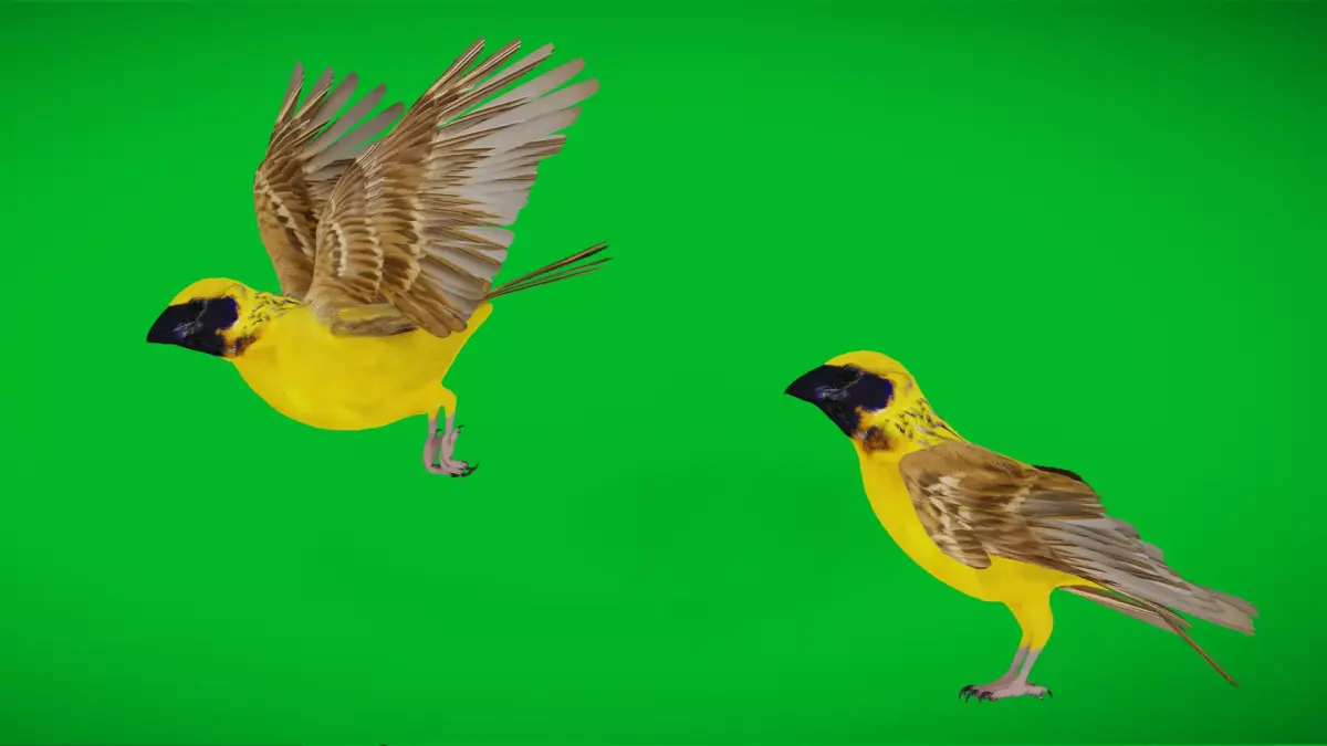 Asian Golden Weaver Bird Low-poly 3D model