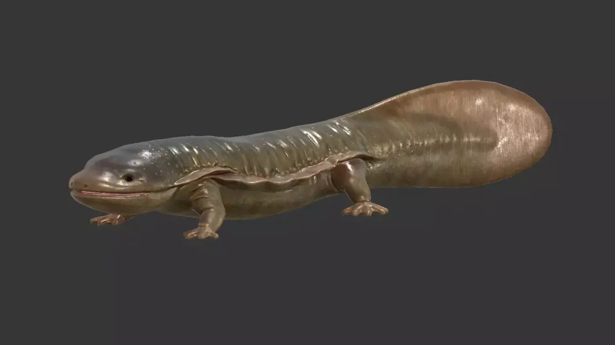 Giant salamander Low-poly 3D model