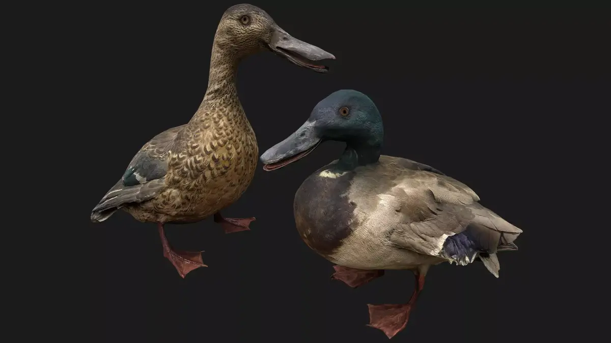 Duck Pack Low-poly 3D model
