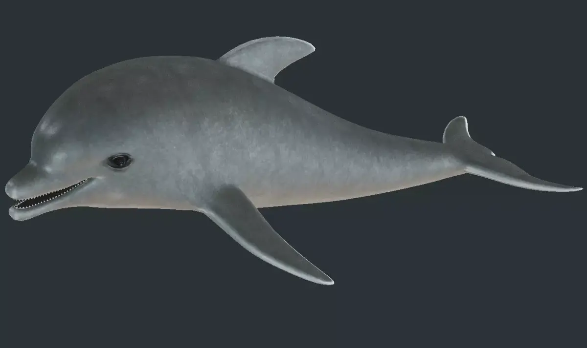 Dolphin model Low-poly 3D model
