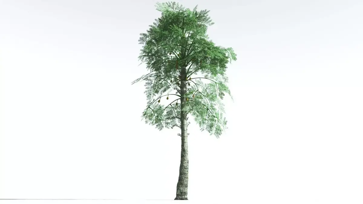 EVERYPlant Alethopteris Seed Fern 2 --12 Models-- 3D model