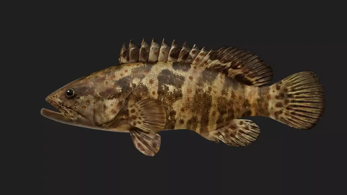 Grouper Low-poly 3D model