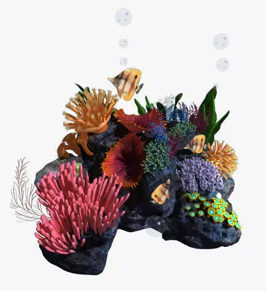 Coral reef transparent 3D model