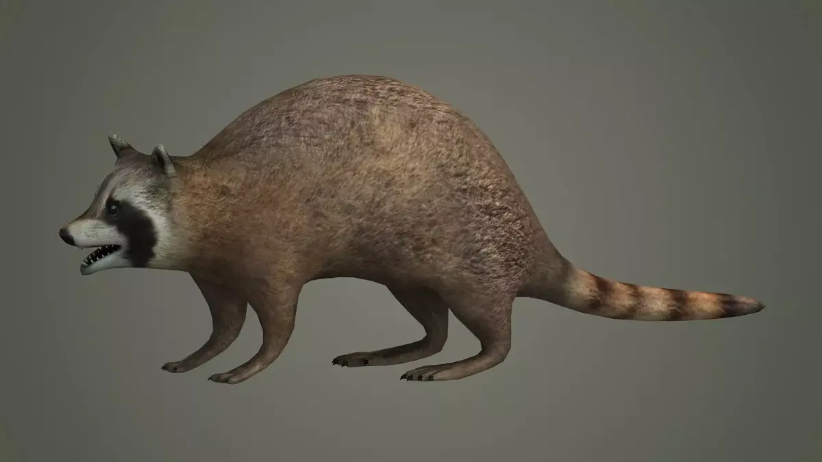 Raccoon animal rodent animal dog mammal  nature kitty 3D model
