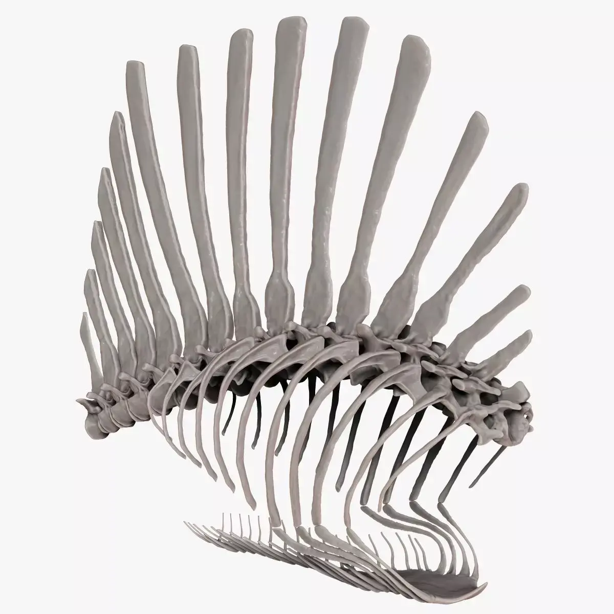 Spinosaurus 2020 version Rib Set Skeletons Sculpt Project 3D model