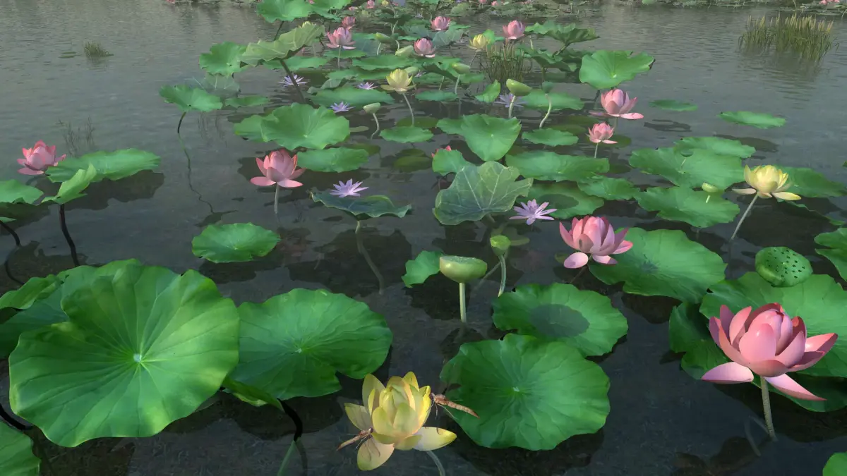 Lotus pond 3D model