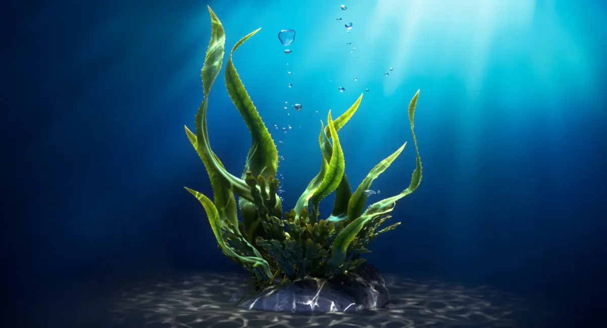 Seaweed Animated 3D model