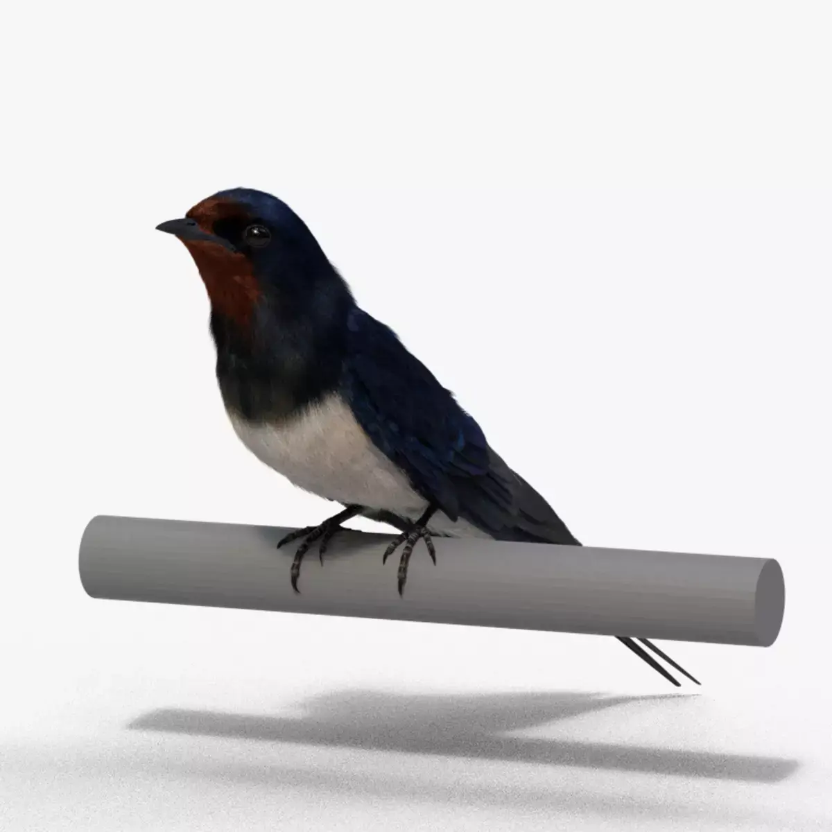 Barn Swallow Animated VFX Grace 3D model